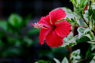 the-cost-to-prove-your-ethnicity-and-heritage:-hawaiian-edition
